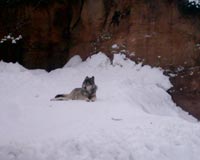 Волк в Московском Зоопарке,<br>февраль 2006г (размер неизвестен)