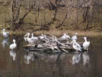 Пеликаны и бакланы<BR>Московский зоопарк,<br>ноябрь 2007г. (размер неизвестен)