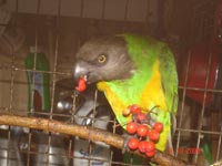 Сенегальский попугай (размер неизвестен)