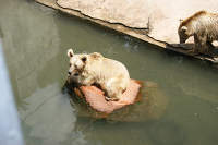 Белокоготные медведи<br>Ереванский зоопарк,<br>июль 2013 года (размер неизвестен)