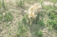 Пятнистая гиена<br>Ереванский зоопарк,<br>июль 2013 года (размер неизвестен)