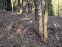 Чёрный дрозд с нехваткой меланина<br>Шуваловский парк,<br>апрель 2014 года (размер неизвестен)