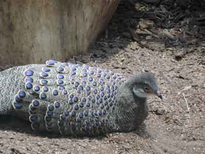Павлиний фазан<br>Московский зоопарк,<br>март 2014 года (размер неизвестен)