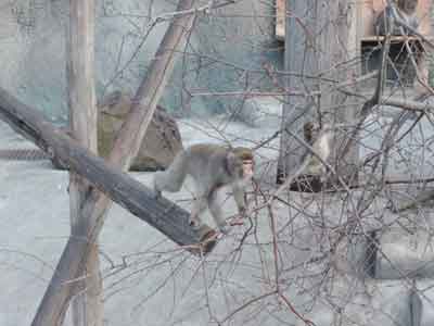 Японские макаки<br>Московский зоопарк,<br>март 2014 года (размер неизвестен)