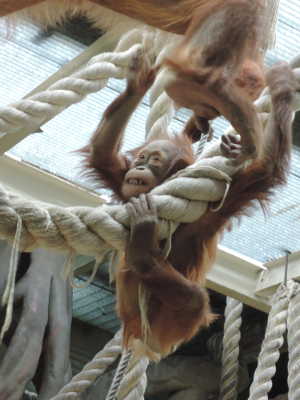 Орангутан,<br>3 года<br>Московский зоопарк,<br>март 2014 года (размер неизвестен)