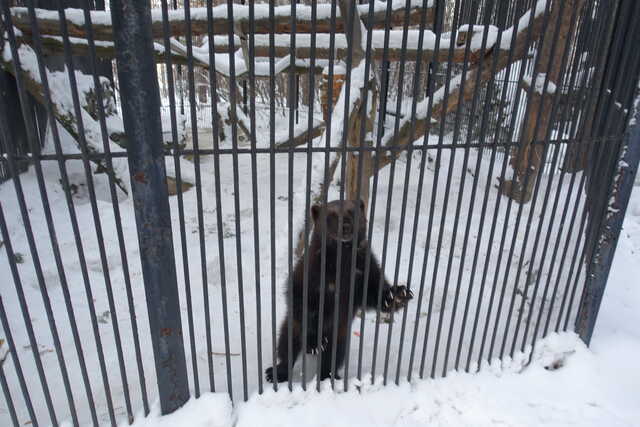 Россомаха<br>Новосибирский зоопарк,<br>январь 2022 года (размер неизвестен)