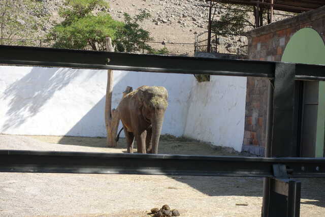 Азиатский слон<br>Ереванский зоопарк,<br>сентябрь 2022 года (размер неизвестен)