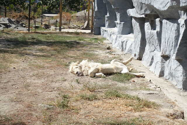 Белый лев<br>Ереванский зоопарк,<br>сентябрь 2022 года (размер неизвестен)