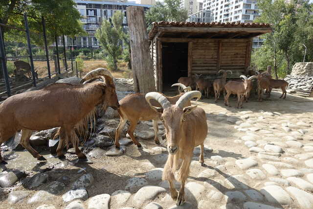 Гривистые бараны<br>Тбилисский зоопарк,<br>октябрь 2022 года (размер неизвестен)