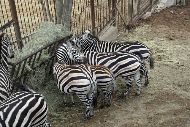 Зебры Гранта<br>Тбилисский зоопарк,<br>октябрь 2022 года (размер неизвестен)