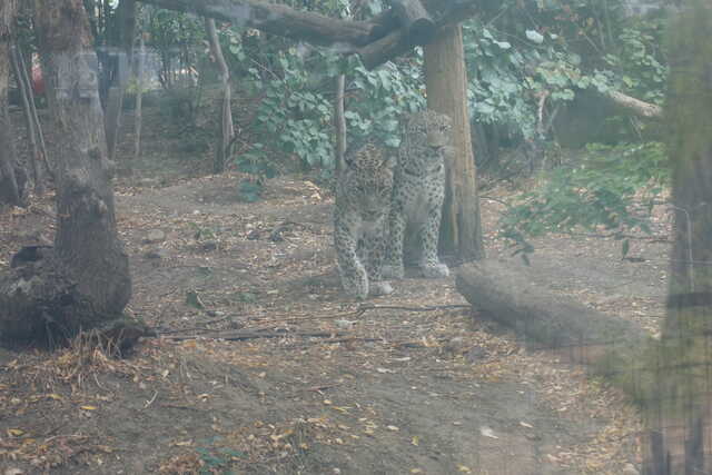 Леопарды<br>Тбилисский зоопарк,<br>октябрь 2022 года (размер неизвестен)