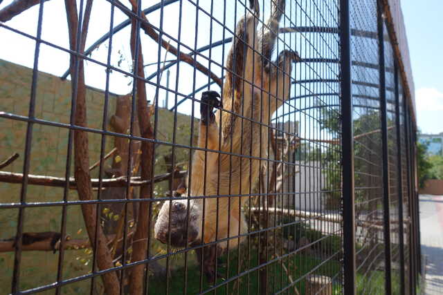 Индийская пальмовая белка<br>зоопарк Лимпопо,<br>август 2023 года (размер неизвестен)