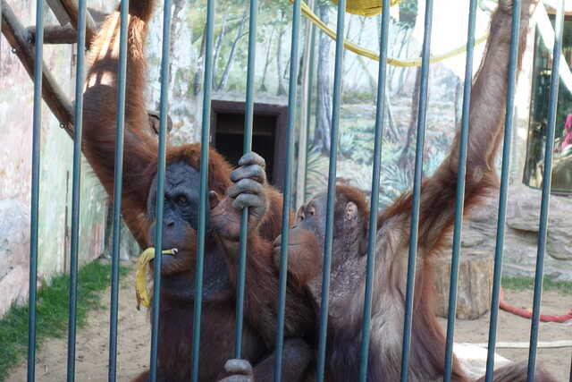 Орангутаны<br>зоопарк Лимпопо,<br>август 2023 года (размер неизвестен)